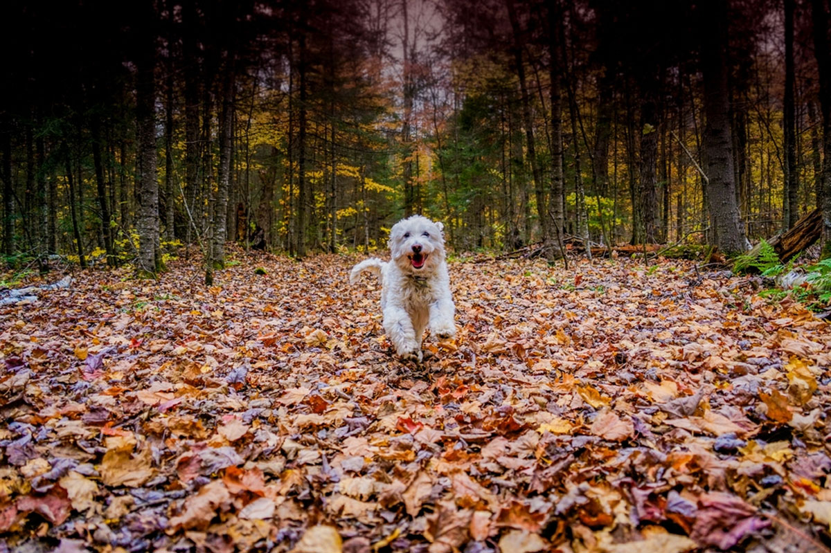Goldendoodle running along a forest path