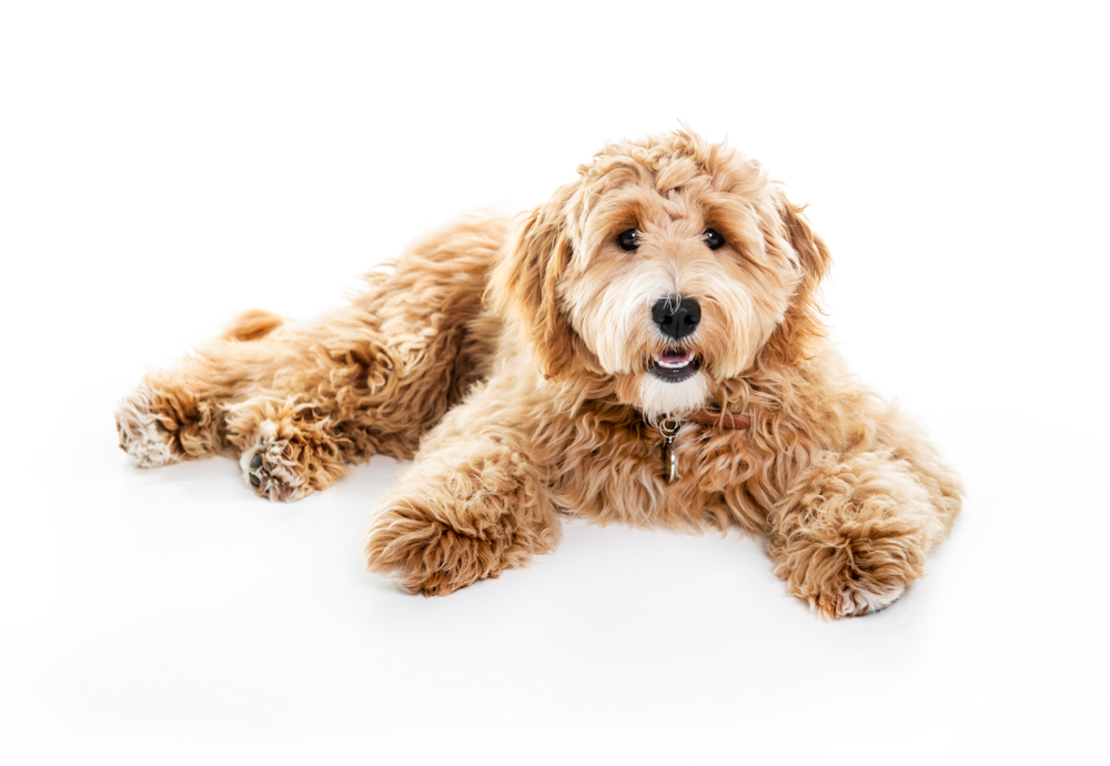 Golden Goldendoodle resting on a white background