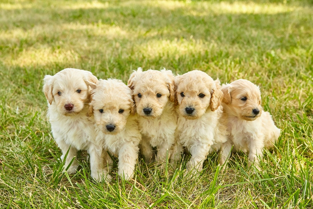 Group of Goldendoodle puppies sitting together on grass
