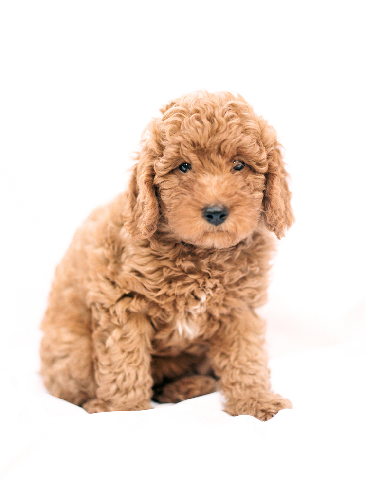 Young Goldendoodle puppy on a white background
